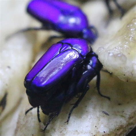 Purple Jewel Beetle