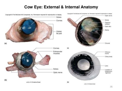 Activity 8-spinal cord-eye-ear-2