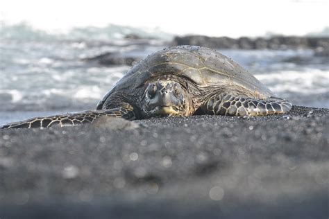 Download free photo of Sea turtle,hawaii,black,sand,beach - from needpix.com