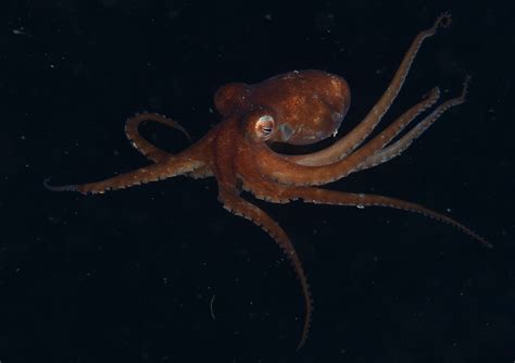 Octopus wolfi 14 7649 | Benoit LALLEMENT | Flickr