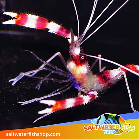 Banded Coral Shrimp for sale online | Marine banded coral Shrimp