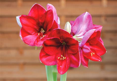 Instructions to grow Amaryllis Bulbs easily at home that you need ...