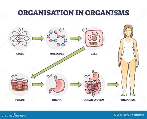 Organisatie in Organismen Met Een Schema Van De Hiërarchische Structuur Vector Illustratie ...