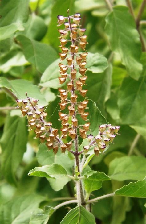 Tulsi or Sacred basil, Ocimum tenuiflorum