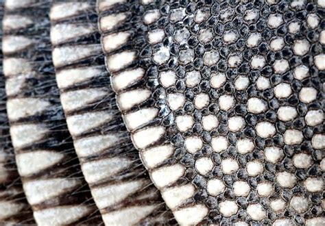 Animal skin, Armadillo, Pattern