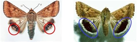 Life cycles - Helicoverpa armigera and H. punctigera (Lepidoptera: Noctuidae) as agricultural ...