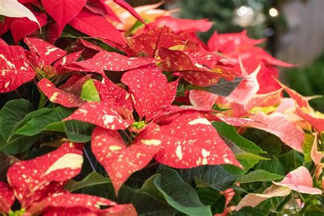 poinsettia-1 - Tree Top Nursery & Landscape Inc.