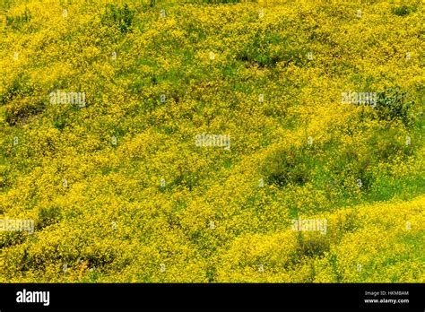 Meskel flowers hi-res stock photography and images - Alamy