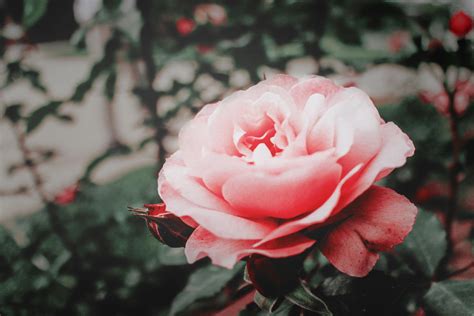 Pink Rose Flower · Free Stock Photo