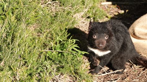 Tasmanian Devils Habitat