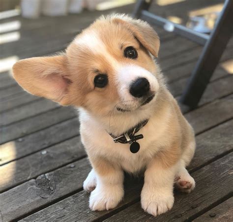 Corgi Puppies For Sale | Sacramento, CA #282968 | Petzlover