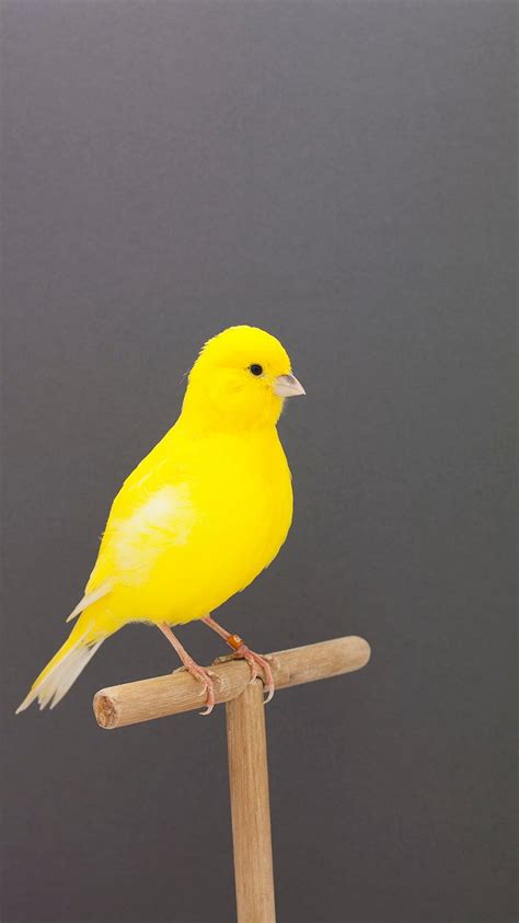 Canary, Yellow, Bird HD phone wallpaper | Pxfuel