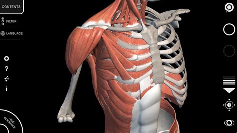 Anatomy 3D Atlas - Human Anatomy App - Muscular System - Tutorial Human ...