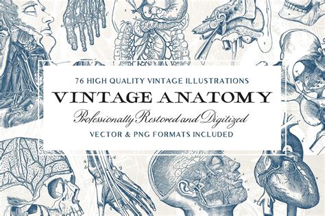 76 Vintage Anatomy Illustrations - Design Cuts