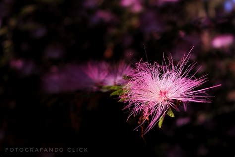 Flor do Cerrado. by Fotografando Click on YouPic