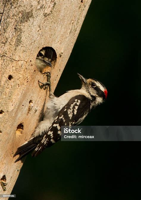 Downy Woodpecker At Nest Stock Photo - Download Image Now - Animal ...