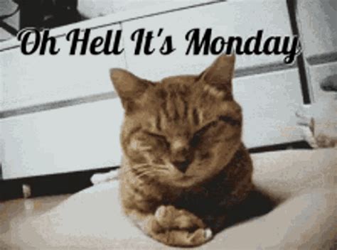 Monday Mondays GIF - Monday Mondays - Discover & Share GIFs