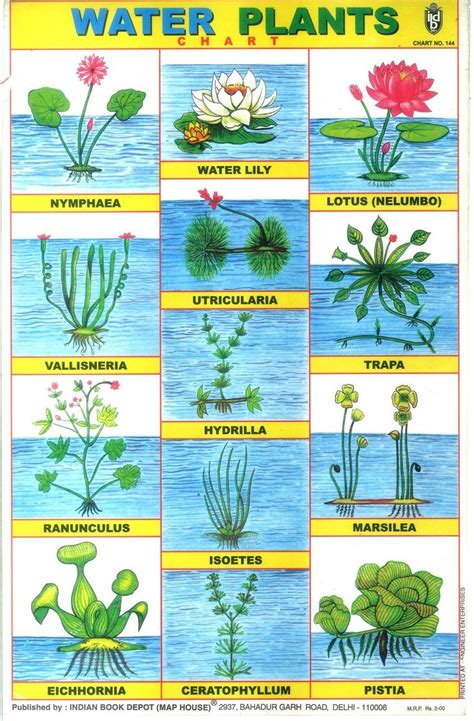 Indian school posters | School posters, Water plants, Plant study