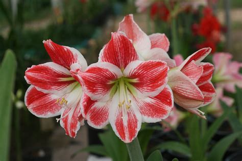 Free Amaryllis Stock Photo - FreeImages.com