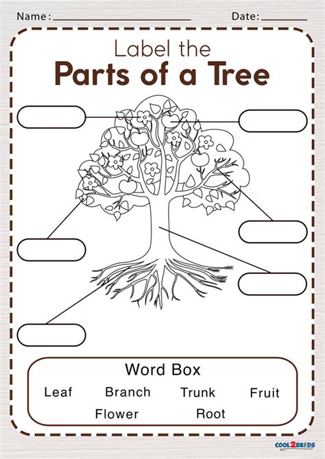 Parts of a Tree Worksheet - Cool2bKids