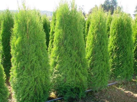 Emerald Cedars Thuja occ 'Smaragd' www.plantandtrees.com www.fb.com/frostnursery | Evergreen ...