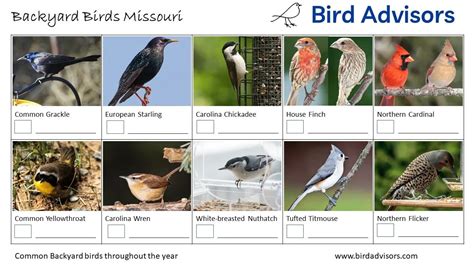 Top 33 Backyard Birds In Missouri (Free ID Chart)