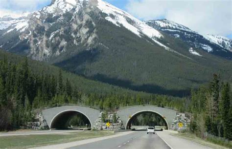 New Wildlife Crossing to be built near Canmore in 2021-2022 - Bow ...