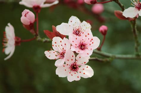 Okame Cherry Tree | Greenwood Nursery