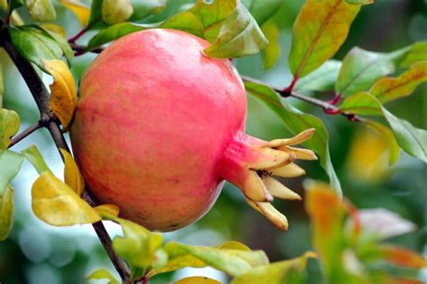 Where Do Pomegranates Grow Best? - Garden.eco