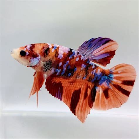 Giant Betta Fish | Giant Betta Fish for Sale — JV Betta