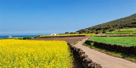 Udo Island Attractions | Jeju-do