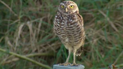 Rare Florida owl spotted on island in Halifax harbour - Nova Scotia ...