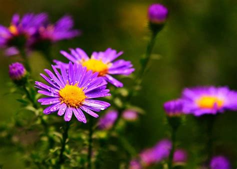 A Guide to Kansas Wildflowers by Season: Spring, Summer, and Fall | Сентябрь, Погода