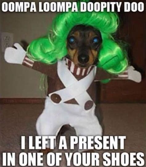 Dachshund humor | Dog costumes funny, Funny dogs, Funny dog pictures