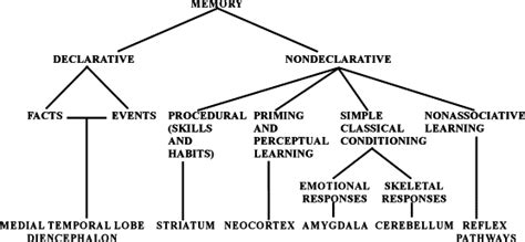 5: Brain structures involved in each form of declarative and... | Download Scientific Diagram