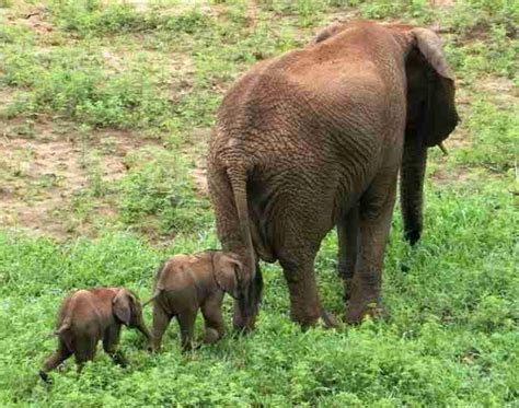 Special Delivery: Rare Set Of Elephant Twins Born In South Africa | Elefanten, Afrikanischer ...