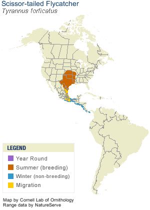 Scissor-tailed Flycatcher, Identification, All About Birds - Cornell Lab of Ornithology