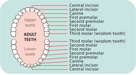 [DIAGRAM] Deer Teeth Diagram - MYDIAGRAM.ONLINE