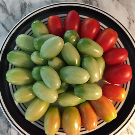 An interested grape tomato harvest : gardening