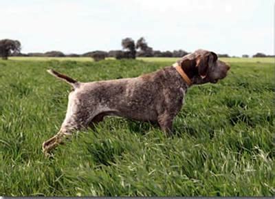 Quail Hunting Dogs · Hunting Dogs - Dogs Breeds