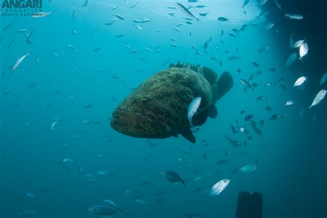 Goliath Grouper (Epinephelus itajara) - ANGARI Foundation