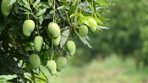 Cara Menaman Pohon Mangga, Tanaman Buah Ini Butuh Cahaya Penuh Bun