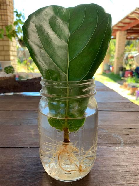 How To Propagate A Fiddle Leaf Fig In Water in 2020 | Fiddle leaf fig, Indoor plant care, Fiddle ...