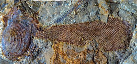 Oldest Fossils of Mysterious Animal Group Are Actually Seaweeds – Geology In