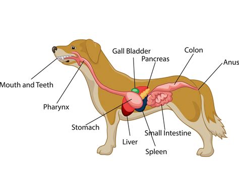 Dog Digestive Process and what the stages are and how it works