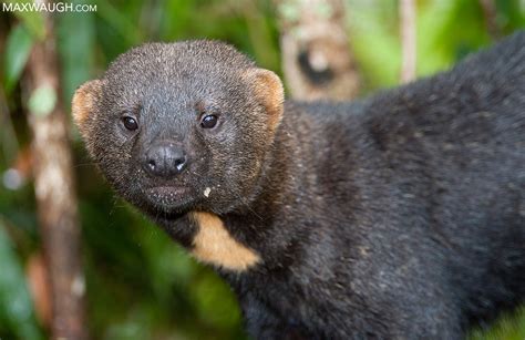 Wildlife Photographer of the Year: Thoughts on a Tayra in a Tree | Max ...