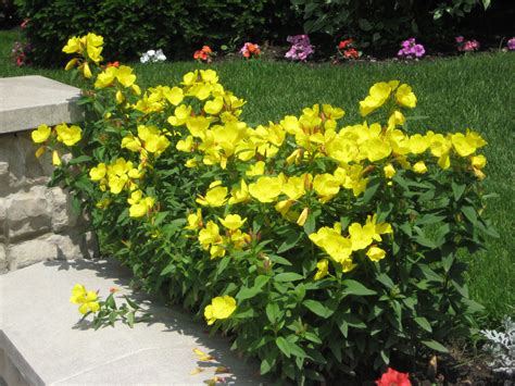 Lemon Drop® Evening Primrose is easy to grow, and very heat tolerant. Will reach 8-12" in height ...