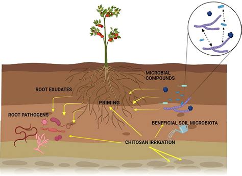 Chitosan Is The Ideal Resource For Plant Disease Management, 43% OFF