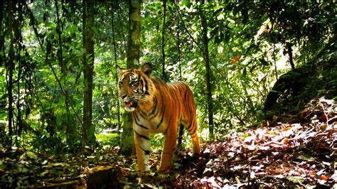 Population of critically endangered Sumatran tiger in decline