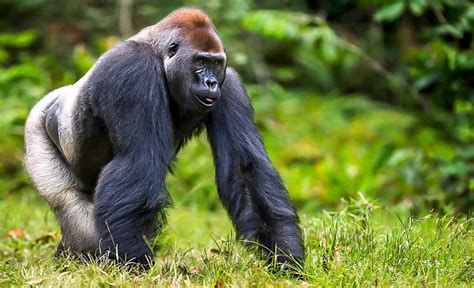 Western Lowland Gorilla | Discover Afrika